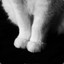 catbot
