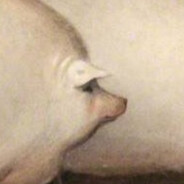 shgew