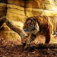 ☆♥Lion♥☆