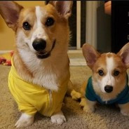 huskycorgi