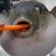 stinky fish 's avatar