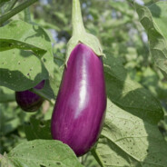 Aubergine