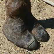Cameltoe