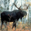 Cantankerous Moose