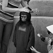 Ape