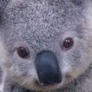 Koala Magic avatar