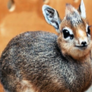 DIK DIK