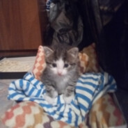 XANTARES peek Ｍｉｌｌｙ