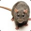 Rattus Argentiventer