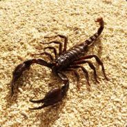 Scorpio Shirica