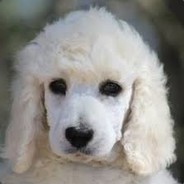 PoodleMuffins