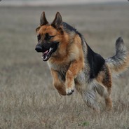 飛跳的狗's Avatar