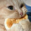 Gato comiendo pan