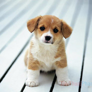 phucduong.24022006's Avatar