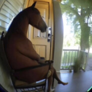 A Horse In A Rocking Chair