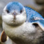 BLue Pengu