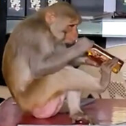 Simpanzee, Sipper of Goon