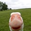 Quack...