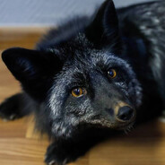 Vulpes