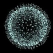 Corona virus