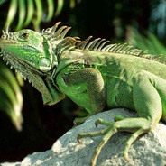 Iguane Délicieux