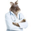 Dr. Rabbit