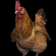 gallina