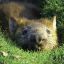 Dirty Wombat