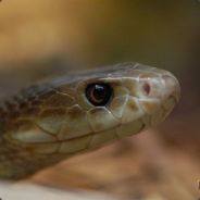 Taipan