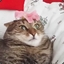 flower cat