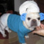 smurf dog