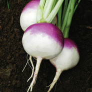 Turnip