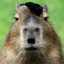 hitler capybara