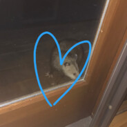 Penitentiary Possum