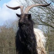 AsthmaGoat's Avatar