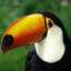 Toucan