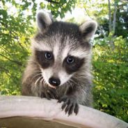 Badger is not a '♥♥♥♥