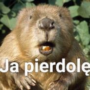 Bóbr kurwa