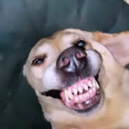 TunaToast