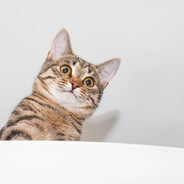 ain