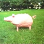 porky