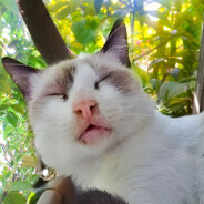 Steam profile avatar of iulo