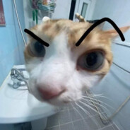 nhjhjvbg
