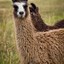 LLama