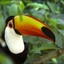 The_Toco_Toucan