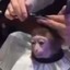 Monkey Getting a Haircut