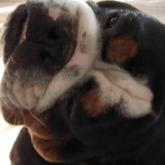 Bubba
