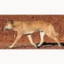 [afk] african.dingo