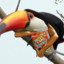 StronkToucan