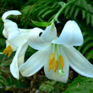 Lilium
